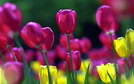 ������� ���� ��������� , ���������� � ����� mai love